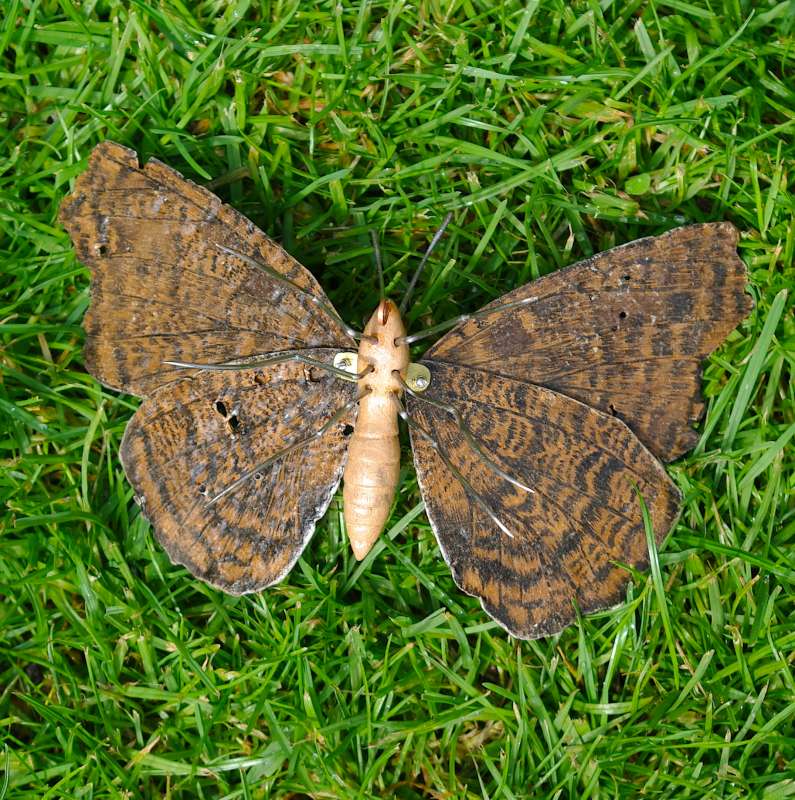 Peacock Butterfly - underside